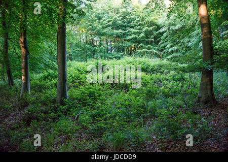 Waltham, Bronzezeit Barrow Friedhof in South Downs National Park, West Sussex, Großbritannien Stockfoto