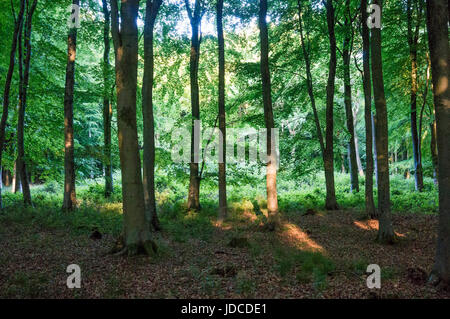 Waltham, Bronzezeit Barrow Friedhof in South Downs National Park, West Sussex, Großbritannien Stockfoto