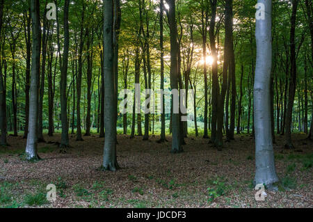 Waltham, Bronzezeit Barrow Friedhof in South Downs National Park, West Sussex, Großbritannien Stockfoto