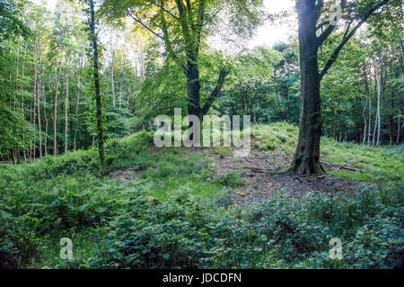 Waltham, Bronzezeit Barrow Friedhof in South Downs National Park, West Sussex, Großbritannien Stockfoto