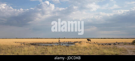 Blick auf wilde Tiere am Wasserloch Tageszeit auf trockenen Svanna Central Kalahari, Botswana, Panorama-Hintergrund Stockfoto