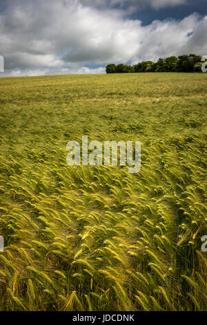 Felder der Gerste in der Nähe von dem Dorf East Kennet in Wiltshire, Großbritannien Stockfoto