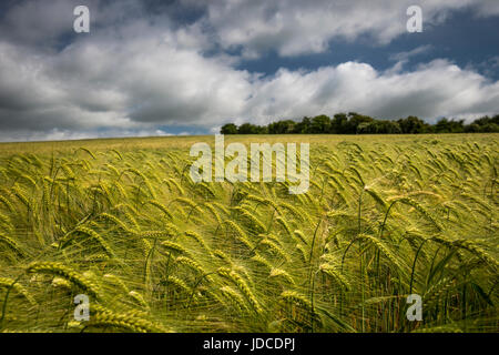 Felder der Gerste in der Nähe von dem Dorf East Kennet in Wiltshire, Großbritannien Stockfoto