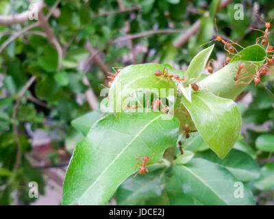 Rote Ameisen arbeiten als Team, um ihr Nest im Baum zu bauen. Rote Ameisen Teamarbeit in grüner Natur oder im Garten halten Ei Ameisen. Stockfoto