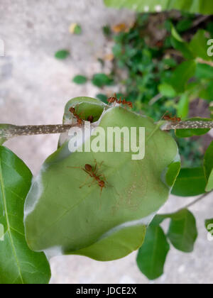 Rote Ameisen arbeiten als Team, um ihr Nest im Baum zu bauen. Rote Ameisen Teamarbeit in grüner Natur oder im Garten halten Ei Ameisen. Stockfoto