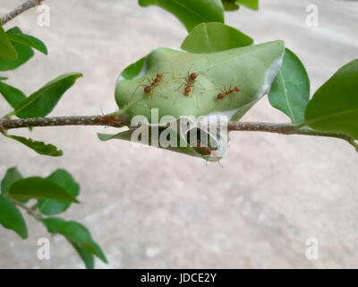 Rote Ameisen arbeiten als Team, um ihr Nest im Baum zu bauen. Rote Ameisen Teamarbeit in grüner Natur oder im Garten halten Ei Ameisen. Stockfoto