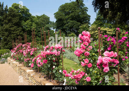 Rosengarten in voller Blüte im Belvoir Castle Leicestershire England UK Stockfoto