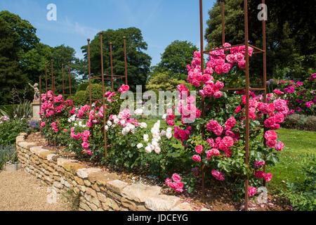 Rosengarten in voller Blüte im Belvoir Castle Leicestershire England UK Stockfoto