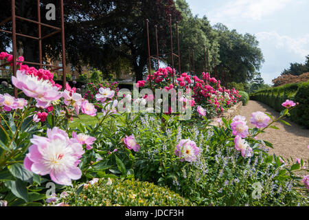 Rosengarten in voller Blüte im Belvoir Castle Leicestershire England UK Stockfoto