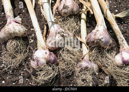 Home-grown Knoblauch, 'Early Purple Wight', eine ausgezeichnete Quelle für Vitamin B6. Stockfoto