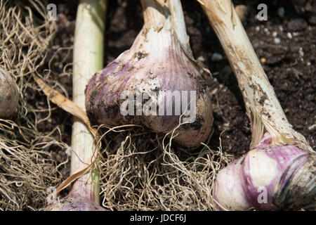 Home-grown Knoblauch, 'Early Purple Wight', eine ausgezeichnete Quelle für Vitamin B6. Stockfoto