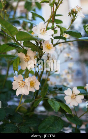 Hagebutte-Zweig mit Blüten mit rosa Blütenblättern auf einem Busch mit grünen Blättern Stockfoto