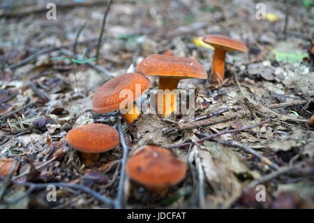 Pilze mit orangefarbenen Mützen und Beine wachsen im Wald an einem sonnigen Sommertag Stockfoto