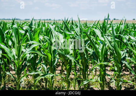 Ein Feld von einem jungen Stand von Mais mit der Entwicklung von Augen, Kabatiella Zeae, Krankheit wächst in der Landschaft von North Central Oklahoma, USA. Stockfoto