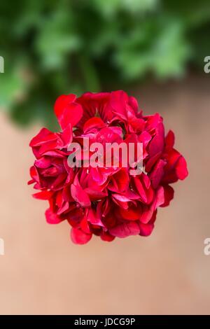 Geranien, Pelargonien (Pelargonium Zonale Hybriden). Rot blühende Pflanze Stockfoto