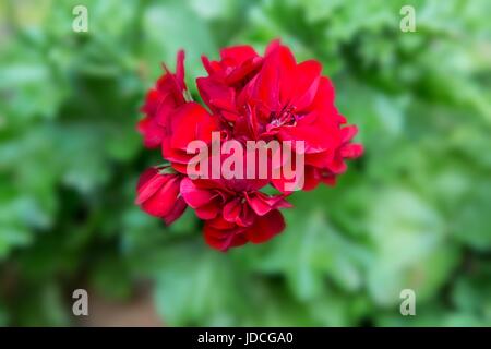 Geranien, Pelargonien (Pelargonium Zonale Hybriden). Rot blühende Pflanze Stockfoto