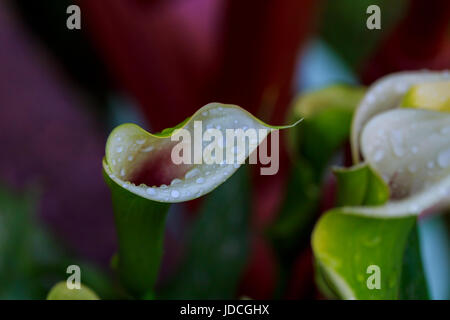 Weiße Calla Blume mit Tropfen Wasser weiße Calla Lilie auf grünen Blättern hautnah Stockfoto