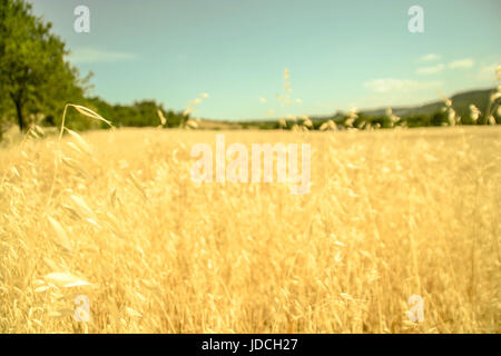 Hay Stockfoto