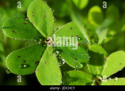 Knoblauchzehe mit Wassertropfen Stockfoto