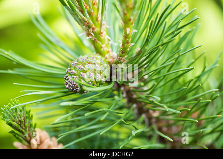 Junge Kiefer Baum lateinischen Pinus Mugo Nahaufnahme. Stockfoto