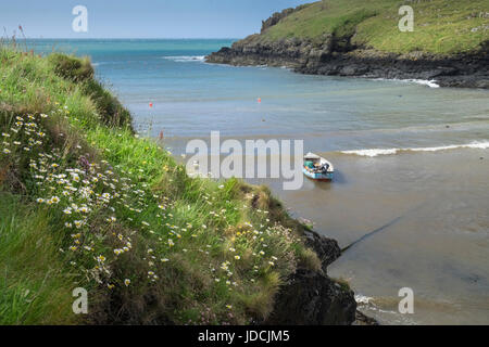 Wilde Blumen wachsen auf Küste am Abercastle Hafen, Pembrokeshire Coast National Park, Wales, UK Stockfoto