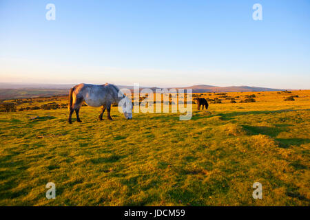 Pony, Dartmoor Nationalpark. Pferd.  Wilden Dartmoor Pony beleuchtet wieder Sonnenuntergang Beweidung Essen Rasen. Devon, England, UK Stockfoto