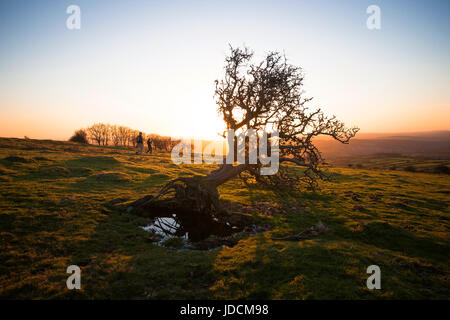 Gefallenen verdorrten Baum auf Dartmoor National Park. Sonnenuntergang im Winter hinterleuchtet. Devon, England, UK Stockfoto