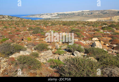 Mediterrane Garrigue Vegetation, Marfa Halbinsel, Blick Malta Mellieha Bay Stockfoto