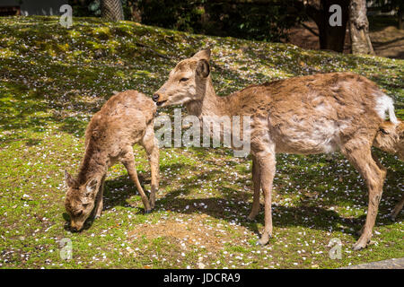 Nara-Park Rehe in Nara Präfektur, Insel Honshu, Japan. Stockfoto