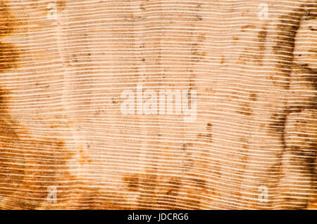 Versteinertes Holz von Crabtree Creek in Oregon poliert Stockfoto