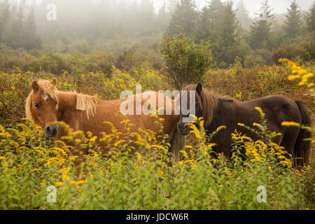 Wildpferde von Grayson Highlands State Park, Virginia Stockfoto