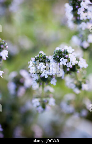 Nahaufnahme der Blüte Zitronenthymian Stockfoto