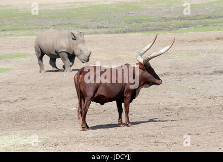 Afrikanische Watusi Bull (Bos Taurus Africanus), alias Ankole-Watusi Longhorn oder Sanga Rinder, Nashorn im Hintergrund. Stockfoto