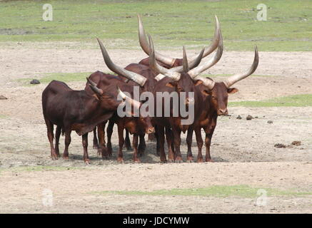 Afrikanische Watusi Weidevieh (Bos Taurus Africanus), alias Ankole-Watusi Longhorns oder Sanga Rinder. Stockfoto