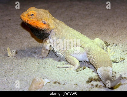 Nahaufnahme von einem männlichen australische Central bärtigen Drachen (Pogona Vitticeps), gelb und schwarz bärtige Vielfalt. Stockfoto