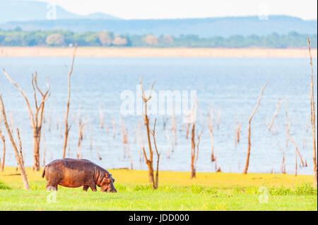 Eine große Flusspferd Hippopotamus amphibius Schürfwunden am Ufer des Lake Kariba in Simbabwe. Stockfoto