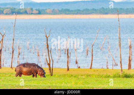 Eine große Flusspferd Hippopotamus amphibius Schürfwunden am Ufer des Lake Kariba in Simbabwe. Stockfoto