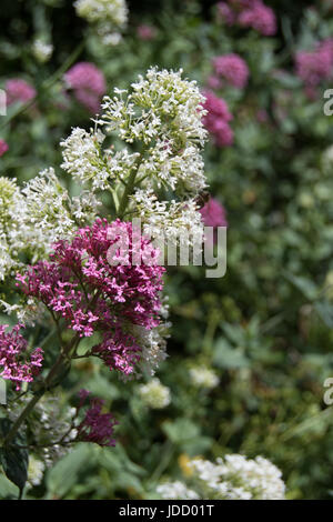 Centranthus Ruber, aka Red Valerian. Stockfoto