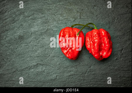 Ein Carolina Reaper (Capsicum chinense), bestätigt von der Guinness World of Records als das weltweit heißeste Chili (2013) auf Schiefergrund. Stockfoto