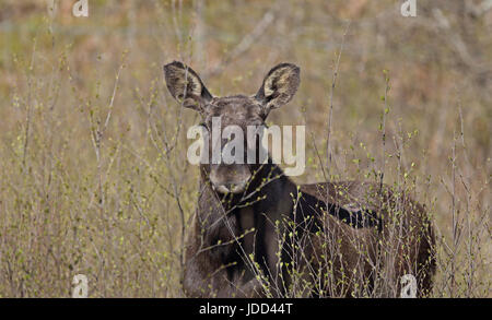 Europäischer Elch, Alces alces im Blattknospen Stockfoto