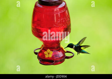 Erwachsene männliche Ruby Throated Kolibri an Zucker-Wasser-System. Stockfoto