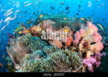 Farbenfrohes Riff mit vielen Fischen in Thailand Andamanensee Stockfoto