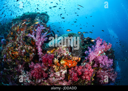 Farbenfrohes Riff mit vielen Fischen in Thailand Andamanensee Stockfoto