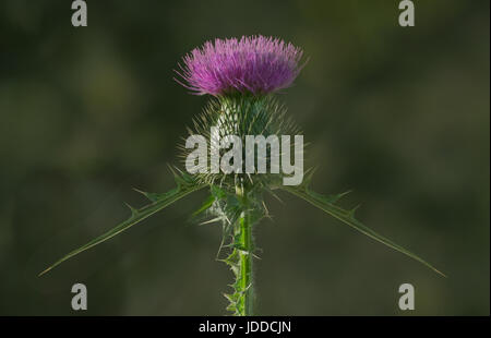 Bull Thistle direkt zu sehen - Symmetrie Stockfoto