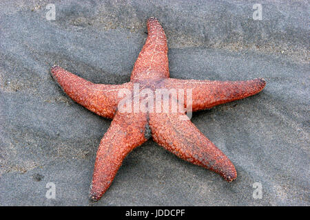 Ocker-Sea Star (Pisaster Ochraceus) auf einem sandigen Strand bei Ebbe in Nanaimo, Vancouver Island, BC, Kanada Stockfoto