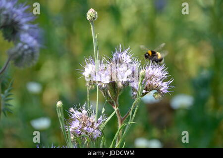 Redhill Park, Bournemouth, UK. 19. Juni 2017. Warmes und sonniges Wetter gedeihen wild leben. Bildnachweis: Ajit Wick/Alamy Live-Nachrichten Stockfoto