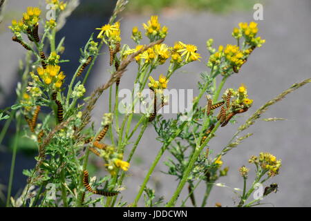 Redhill Park, Bournemouth, UK. 19. Juni 2017. Warmes und sonniges Wetter gedeihen wild leben. Bildnachweis: Ajit Wick/Alamy Live-Nachrichten Stockfoto