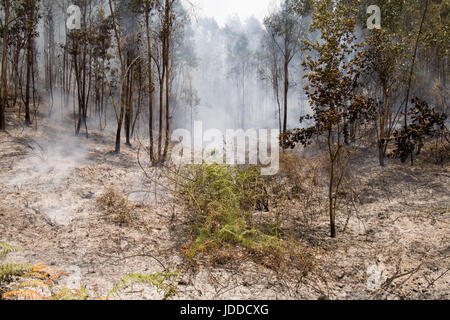 Lissabon, Portugal. 19. Juni 2017. Ein paar Farne, die ein verheerendes Feuer in einem Wald in der Nähe von Derreada Cimeira rund 180 Kilometer nördlich von Lissabon, Portugal, 19. Juni 2017 überlebt. Die portugiesische Polizei haben bestätigt, dass tödliche Waldbrände im Land durch einen Blitzschlag verursacht wurden. Foto: Peter Kneffel/Dpa/Alamy Live News Stockfoto