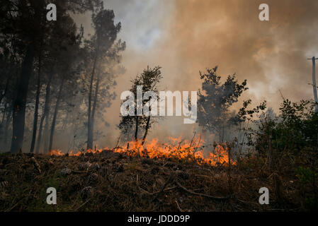 Lissabon, Portugal. 19. Juni 2017. Feuer brennt seinen Weg durch den Wald außerhalb Derreada Cimeira, einer Stadt etwa 180 km nordöstlich von Lissabon, Portugal, 19. Juni 2017. Die portugiesische Polizei haben erklärt, dass eine Reihe von tödlichen Waldbrände durch einen Blitzschlag ausgelöst wurden. Foto: Peter Kneffel/Dpa/Alamy Live News Stockfoto