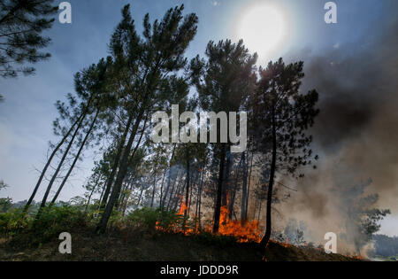 Lissabon, Portugal. 19. Juni 2017. Ein Feuer reißt durch einen Wald außerhalb Derreada Cimeira, einer Stadt etwa 180 km nordöstlich von Lissabon, Portugal, 19. Juni 2017. Die portugiesische Polizei haben erklärt, dass eine Reihe von tödlichen Waldbrände durch einen Blitzschlag ausgelöst wurden. Foto: Peter Kneffel/Dpa/Alamy Live News Stockfoto